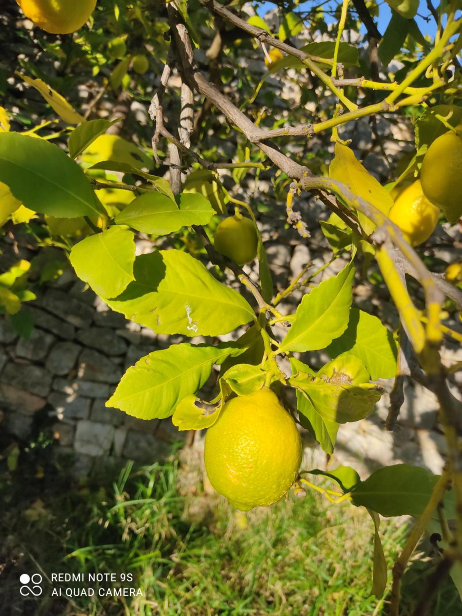 Masseria Calò Monopoli Esterno foto